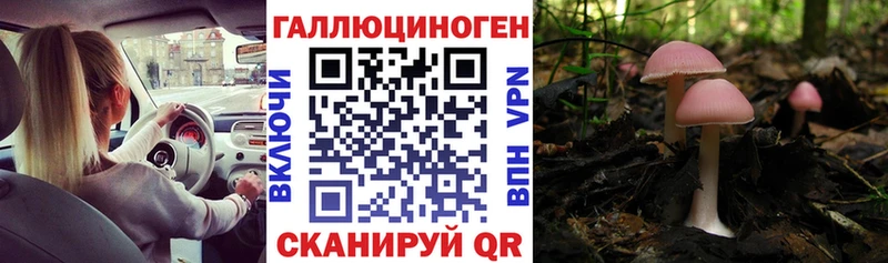 закладка  Сенгилей  Галлюциногенные грибы мицелий 